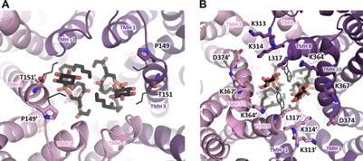 The Less Well-Known Little Brothers: The SLC9B/NHA Sodium Proton Exchanger Subfamily—Structure, Function, Regulation and Potential Drug-Target Approaches